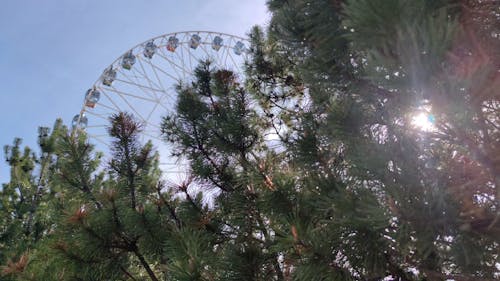 Ferris Wheel behind Trees