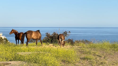Horses on Sea Shore