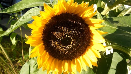 Close-Up Video Of Sun Flower