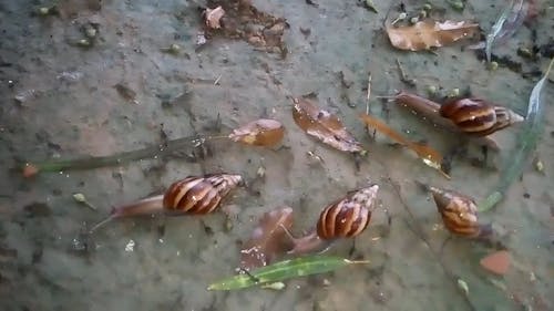 Close-Up Of A Snail