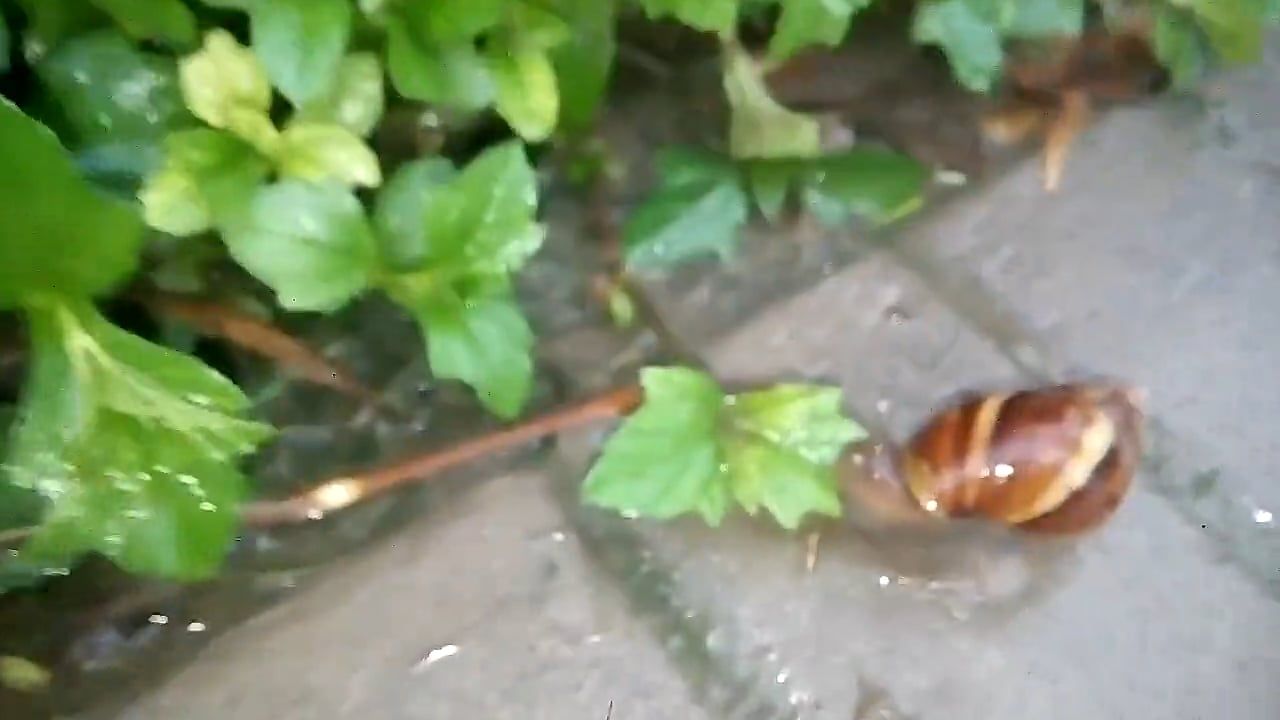 Close-Up Video Of Snail Near Leaf Free Stock Video Footage, Royalty ...