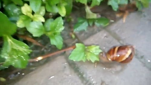 Close-Up Video Of Snail Near Leaf
