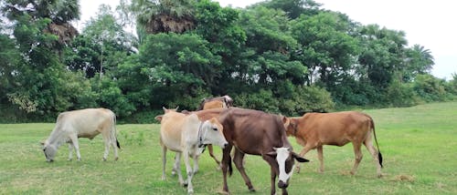 Cows on Pasture