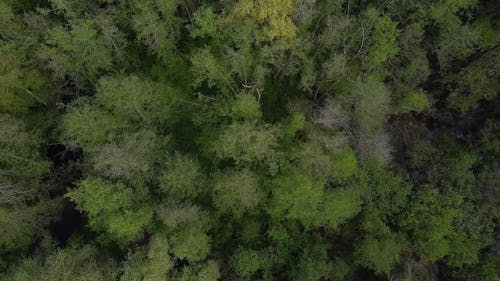 Top View of a Dense Forest 