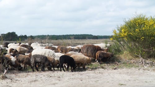 A Herd of Sheep and Goats Grazing in a Meadow