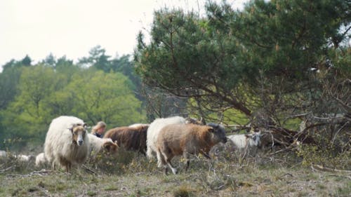 A Flock of Sheep Walking in a Meadow 