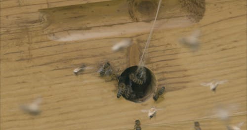 Close-up View of Flying Bees