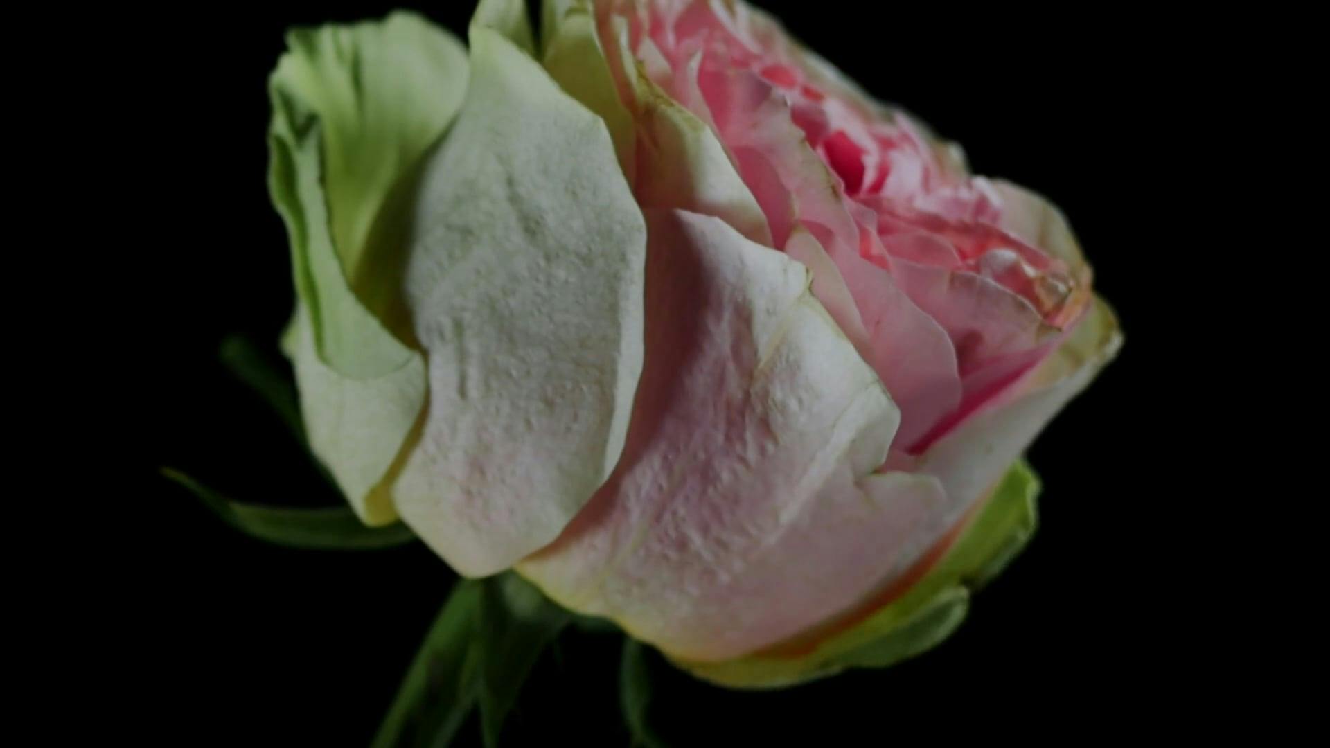 Video by whiterecord