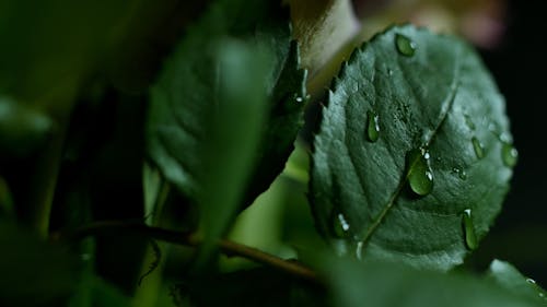 Raindrops on Leaf