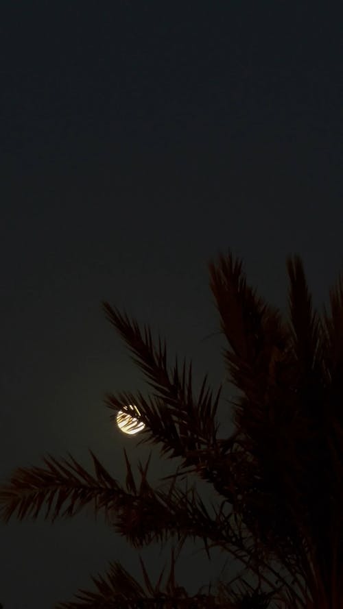 Leaves Covering Full Moon