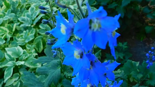 Close-Up Video Of Blue Flowers