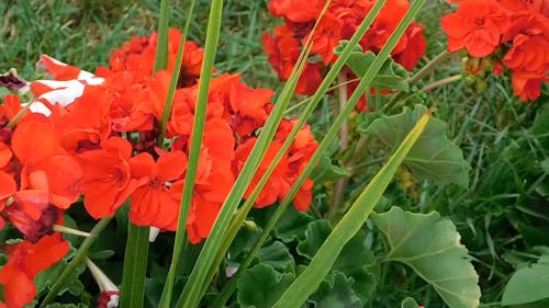 Blooming Flowers In The Grassfield 