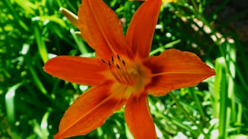 Orange Flower 