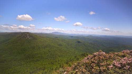 Forest in Mountains