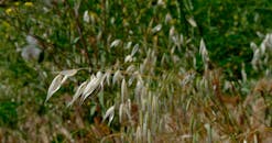 Close up of Wild Oats Swaying in the Wind
