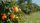 orange tree