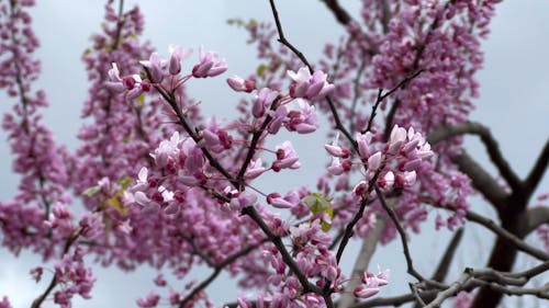 Close up of Tree Branches in Bloom