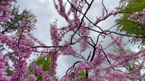 Low Angle View of a Flowering Tree in Bloom 