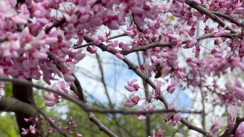 A Bee Pollinating Flowers of a Blooming Tree 