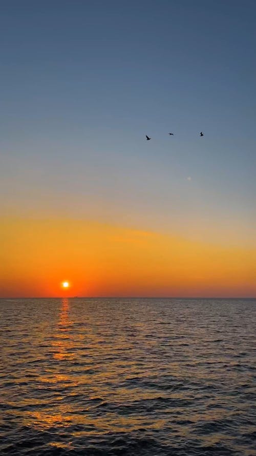 Birds Flying over Sea during Sunset