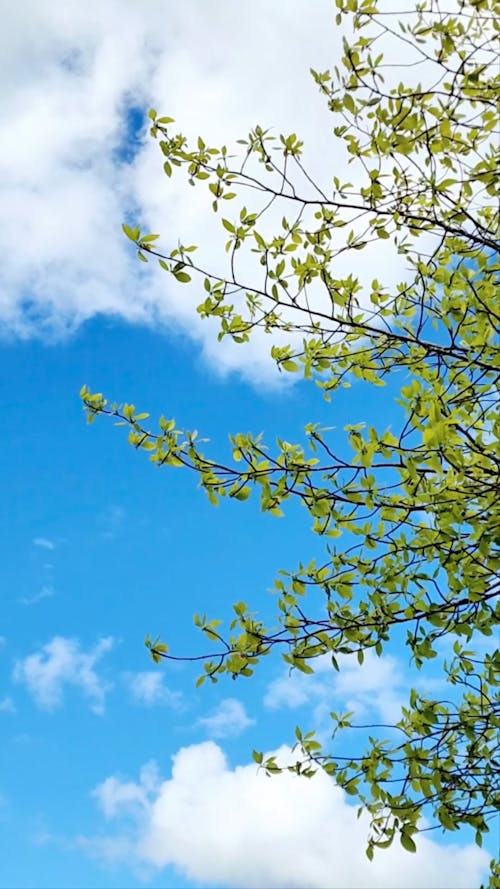 Leaves and Branches Waving on Wind