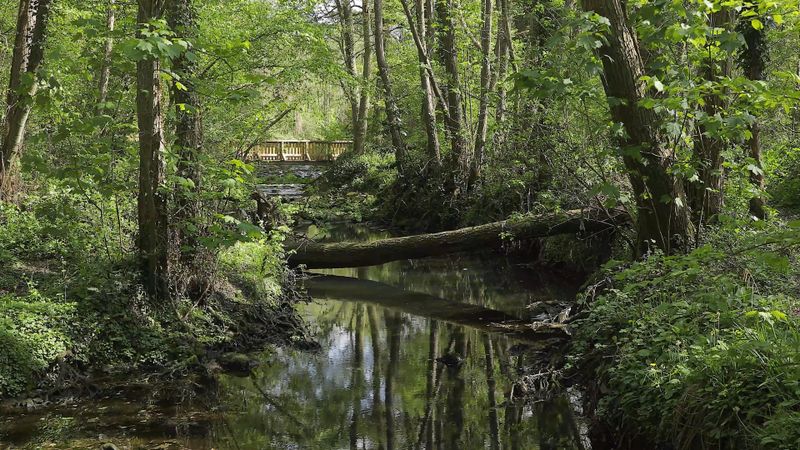 View of a River in the Forest Free Stock Video Footage, Royalty-Free 4K ...