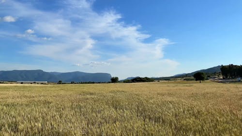 Clouds over Field