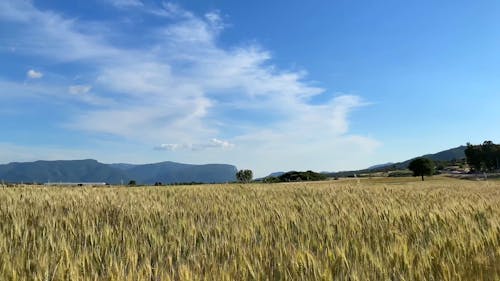 Cloud and Wind over Field