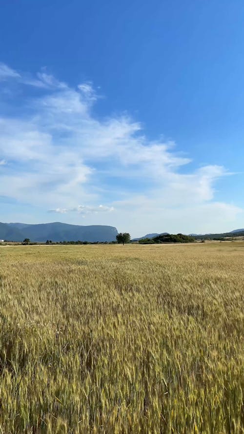 Cloud over Field