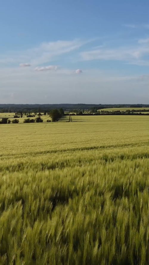 Drone Footage of Field