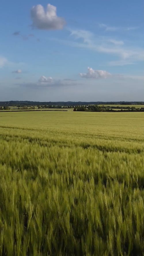 Drone Footage of Farmland