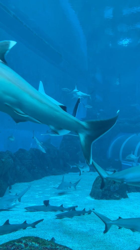 Desktop Wallpaper Sharks Videos, Download The BEST Free 4k Stock Video ...
