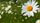 daisy flower