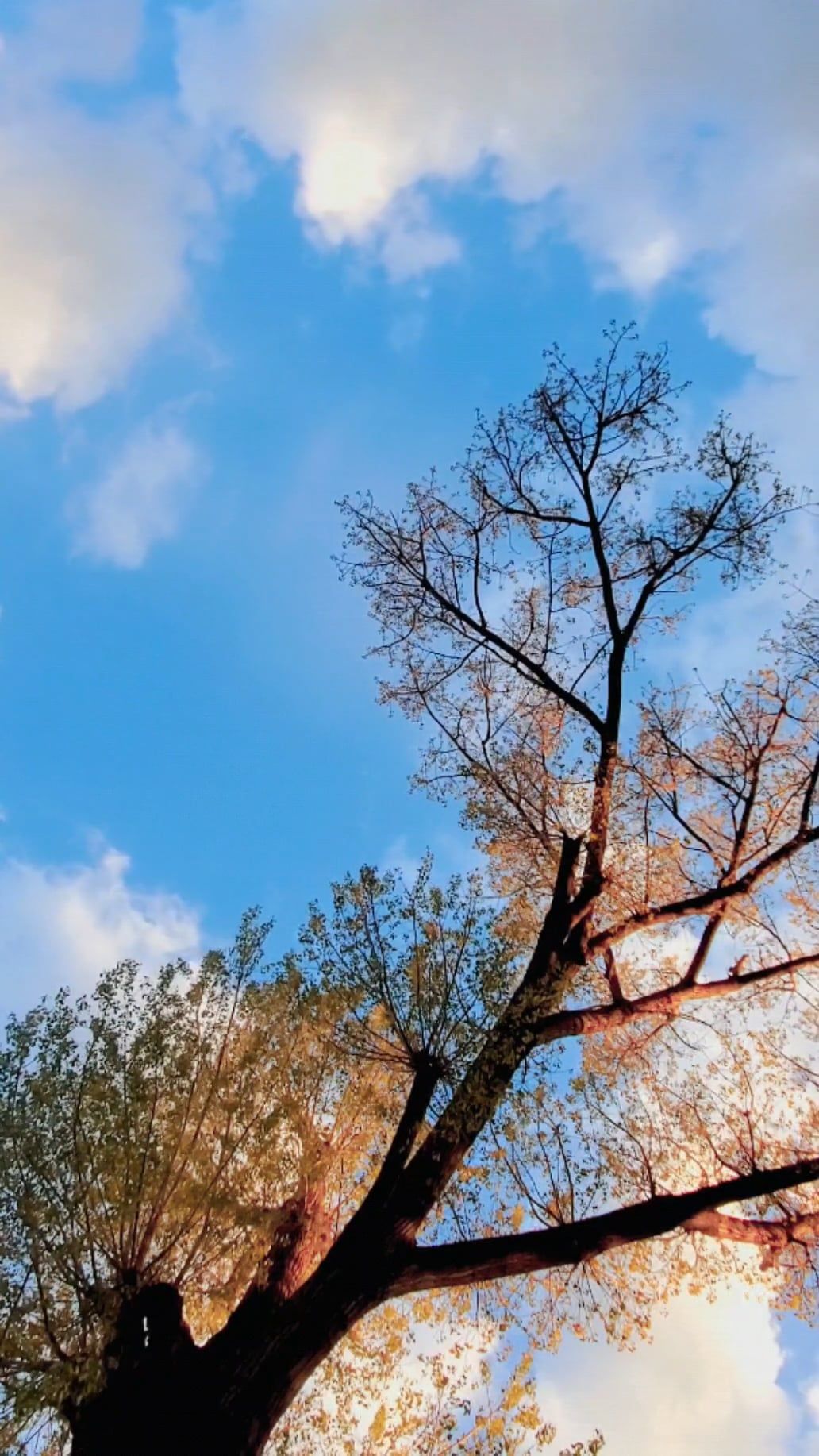 Video by Alexey Chudin
