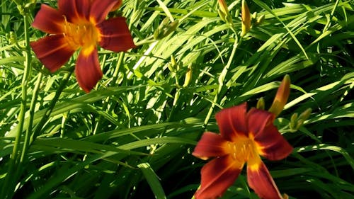 Multi-Color Flowers 