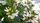 botany