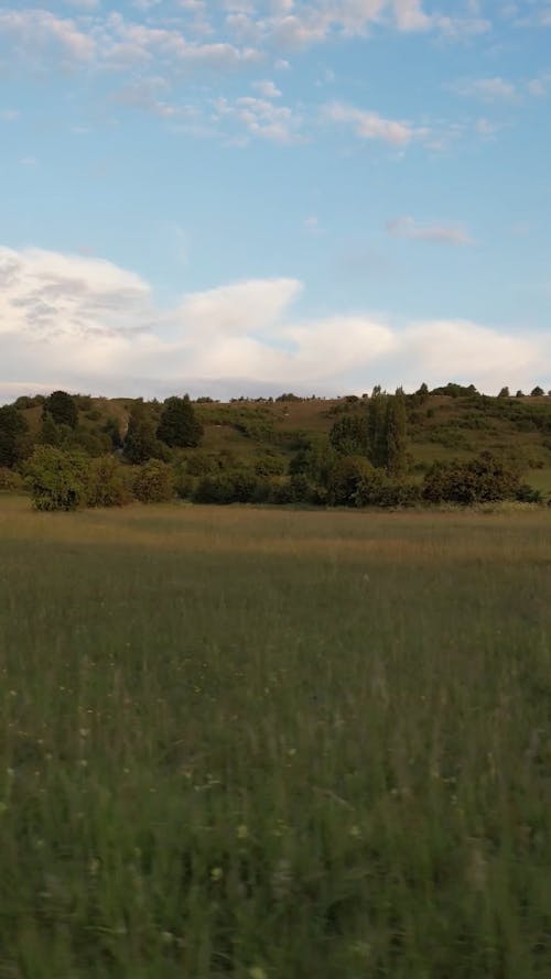 Trees on Plains