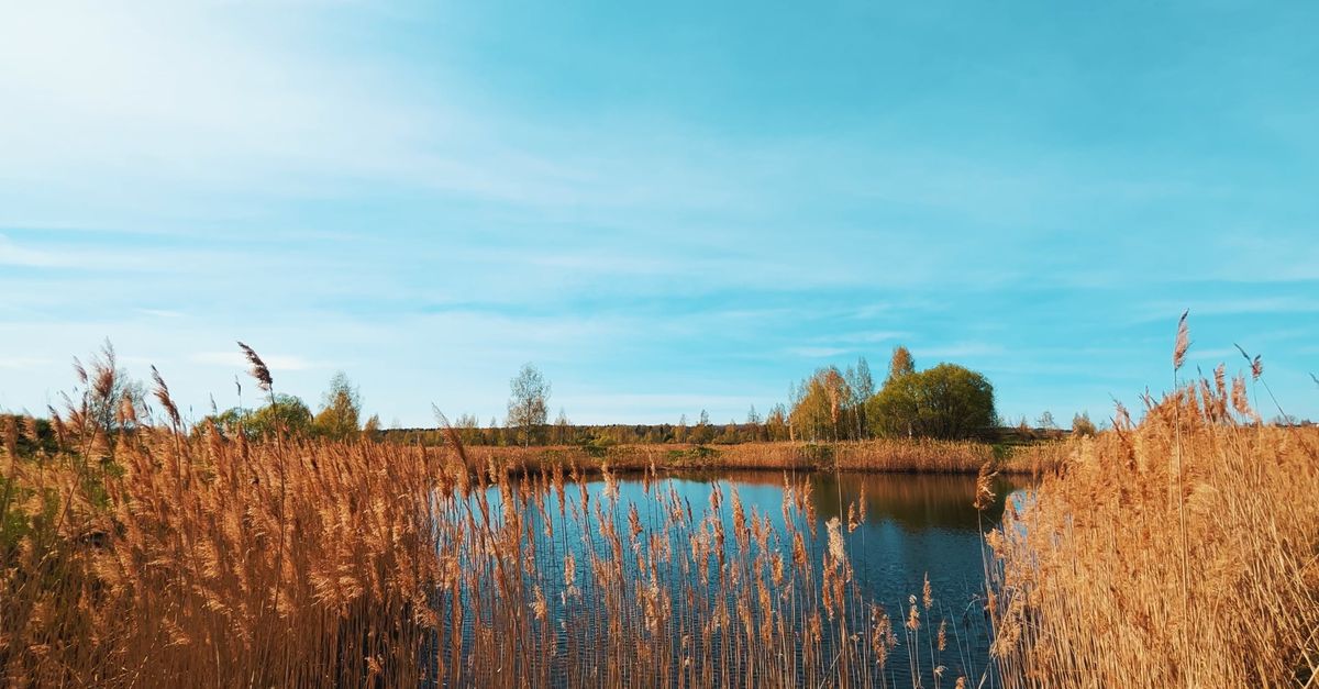 Pond Rushes Rushes on Pond Free Stock Video Footage, Royalty-Free 4K & HD Video Clip