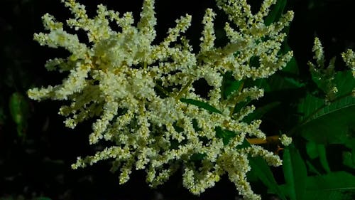 Close-Up Video Of White Flowers