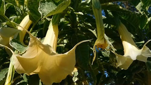 Hanging Bell Flowers