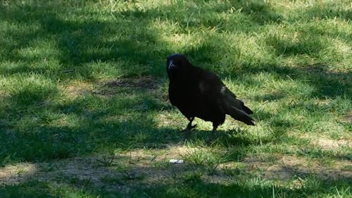 Close-Up Video Of Crow On Grass