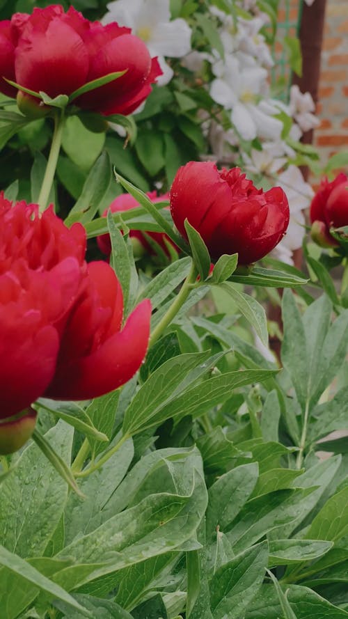 Close up of Flowers