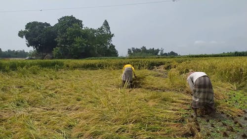 Two Men Working in a Rice Field