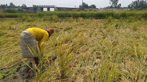 A Man Harvesting Rice by Hand