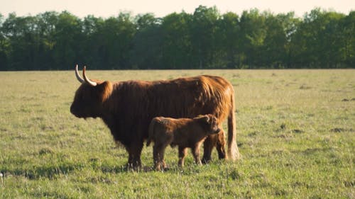 A Highland Cow and its Calf in a Field 