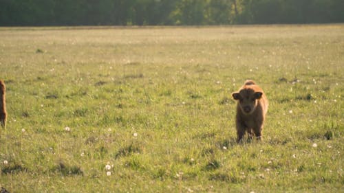 A Highland Cow Calf Walking in a Field