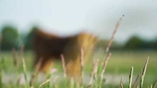 Highland Cow Calves in a Field