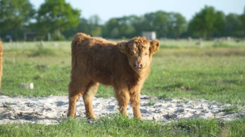 Highland Cow Calves in a Farmyard