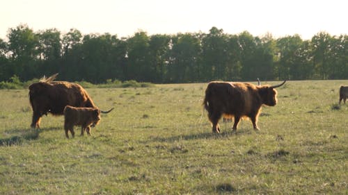 Highland Cattle Walking in a Meadow