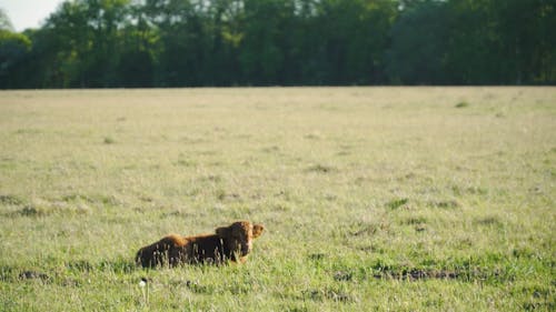A Highland Cow Calf Lying in a Field 